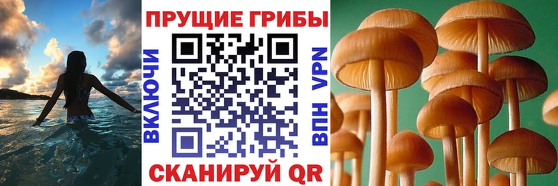 Галлюциногенные грибы GOLDEN TEACHER  Малмыж 
